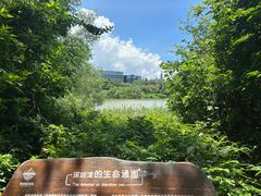 -华侨城湿地公园