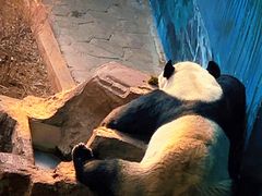-沈阳森林动物园