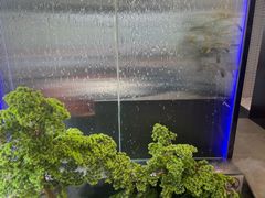 -湖畔鲁菜·二十年老字号餐厅(大明湖店)