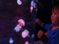 -烟台海昌鲸鲨海洋公园