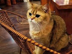 -蓝鲸·缅因猫舍
