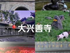 -西安大兴善寺