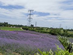 -紫颐香薰山谷景区