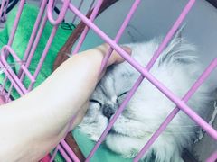 -瑞鹏宠物医院·内科·中兽医·骨科(苗圃店)