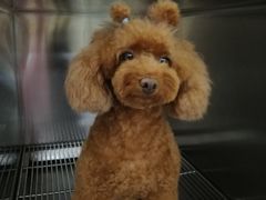 -创凡宠物医院·骨专科  猫科中心(西乡分院)