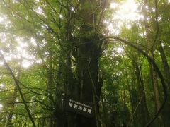 -神农架景区