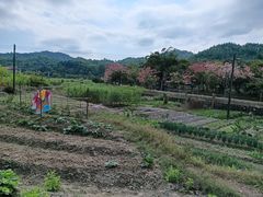 -红山村