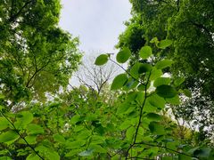 -上海佘山国家森林公园天马山园