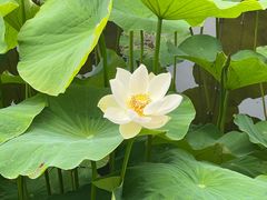 -一朵菌·野生菌探索家火锅(南亚店)