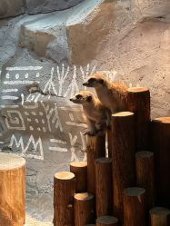 -Zoolung Zoolung动物主题公园(海信广场店)