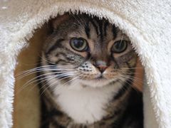 -纳吉亚猫专科动物诊疗中心(蒋宅口分院)