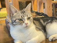 -猫猫幼稚园·撸猫·桌游·电玩