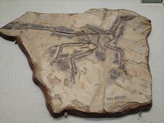 -辽宁古生物博物馆