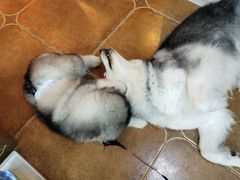 -李小姐の猫咖啡馆(五角场店)