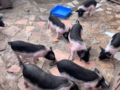 -HERRE·FARM 赫尔露营农场·团建聚会包场