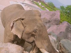 -青岛森林野生动物世界