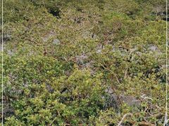 -北海金海湾红树林生态旅游区