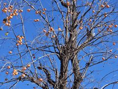 -遵化市禅林寺古银杏风景园
