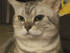 -瑞派福兴宠物医院犬猫全科·骨科·中西医结合(河东店)