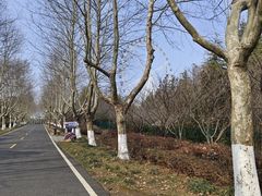 -宜兴龙背山森林公园