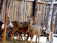 -北极村旅游风景区