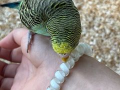 -怪兽屋·羊驼·猫咖·狗咖(俊华广场店)