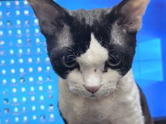 -瑞鹏宠物医院·骨科·猫科·内科(第一中心)
