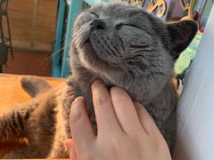-猫小院猫主题咖啡厅(北锣店)