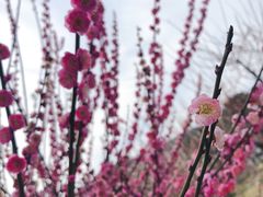 -香雪海