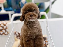 -BABYDOG宝贝狗宠物乐园(欧洲城店)