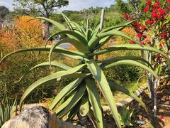 -东莞植物园