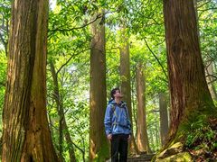 -天目山大树王景区