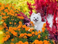 -超宠爱宠物摄影-Super pet