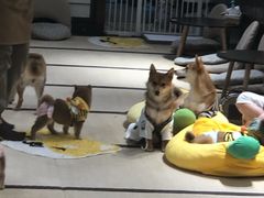 -逗柴咖啡屋·狗咖猫咖宠物桌游
