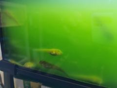 -酷以爬仙阁实体爬宠店·守宫·蜥蜴·专业繁育