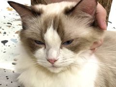 -毛绒耶耶撸宠馆·猫咖·狗咖·荷兰猪咖