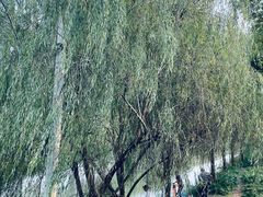 -广富林郊野公园