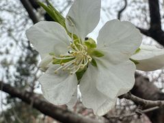 -桃花堤公园