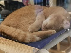 -momokira米努特·德文卷毛猫·棉花面纱犬