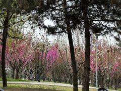 -洨河生态公园