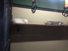 -猫咪博物馆(顶澳仔猫街店)