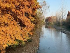 -溱湖国家湿地公园