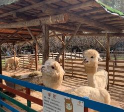 -萌宠亲子动物乐园(槐房万达店)