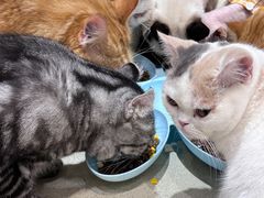 -藏猫猫咖啡主题馆(中央大道店)