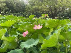 -光明港公园