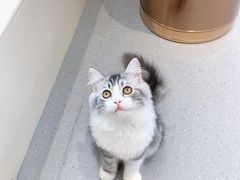 -飞行喵MR PILOT|猫舍·猫咖(静安大融城店)