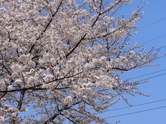 -西北湖绿化广场