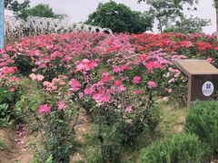 -大塘金香草谷