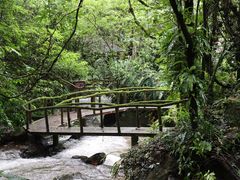 -莫里热带雨林景区