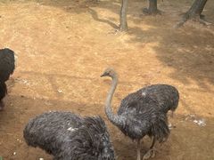 -西霞口神雕山野生动物世界